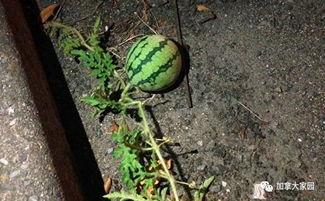 一群网红吃瓜,揭秘幕后真相与娱乐八卦