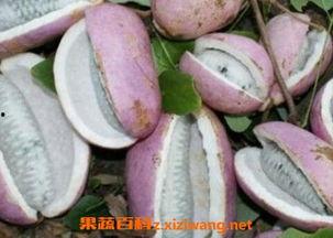 网红吃的八月瓜图片,口感独特引热议