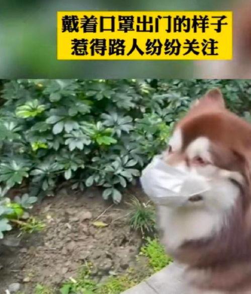 网红狗子张悦吃瓜视频大全,笑料百出欢乐无限
